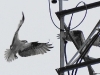 Osprey landing on antenna, Applewood Estates, Poulsbo