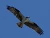 Osprey soaring above Applewood Estates, Poulsbo
